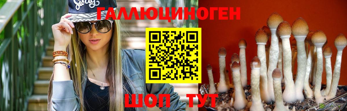 Псилоцибиновые грибы Psilocybe Видное